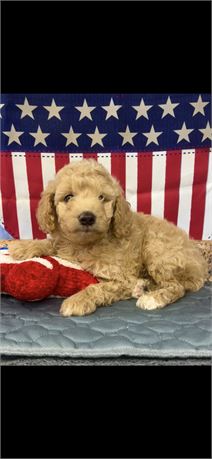 F1B Cockapoo Female
