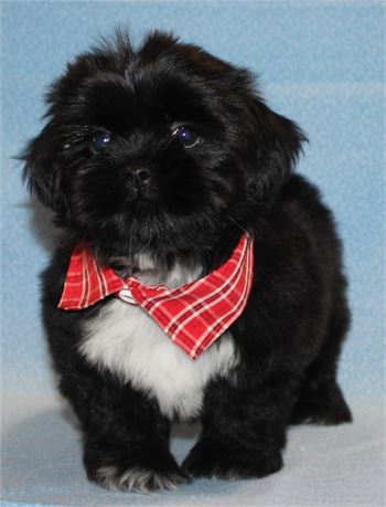 Spunky Black Shih  Tzu Male