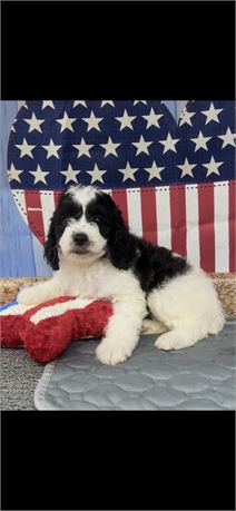 F1B Cockapoo Male