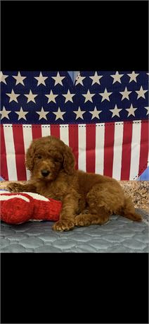 AKC Red Poodle Male
