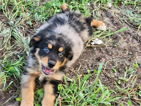 Australian Shepherd small
