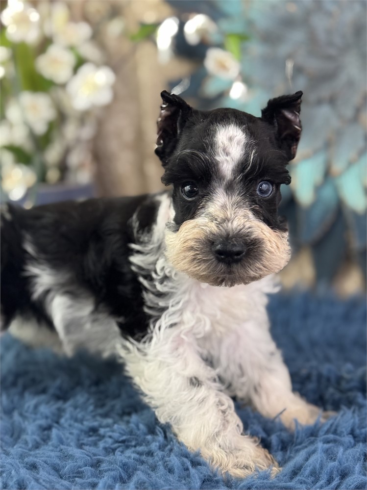 Male Parti Mini Schnauzer - Mystic