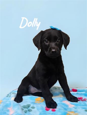 AKC Female Black Lab