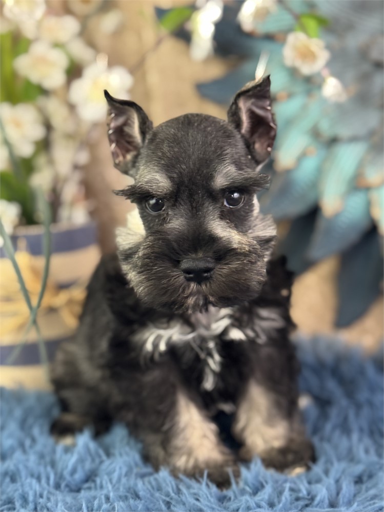 Female Mini Schnauzer - Morgan