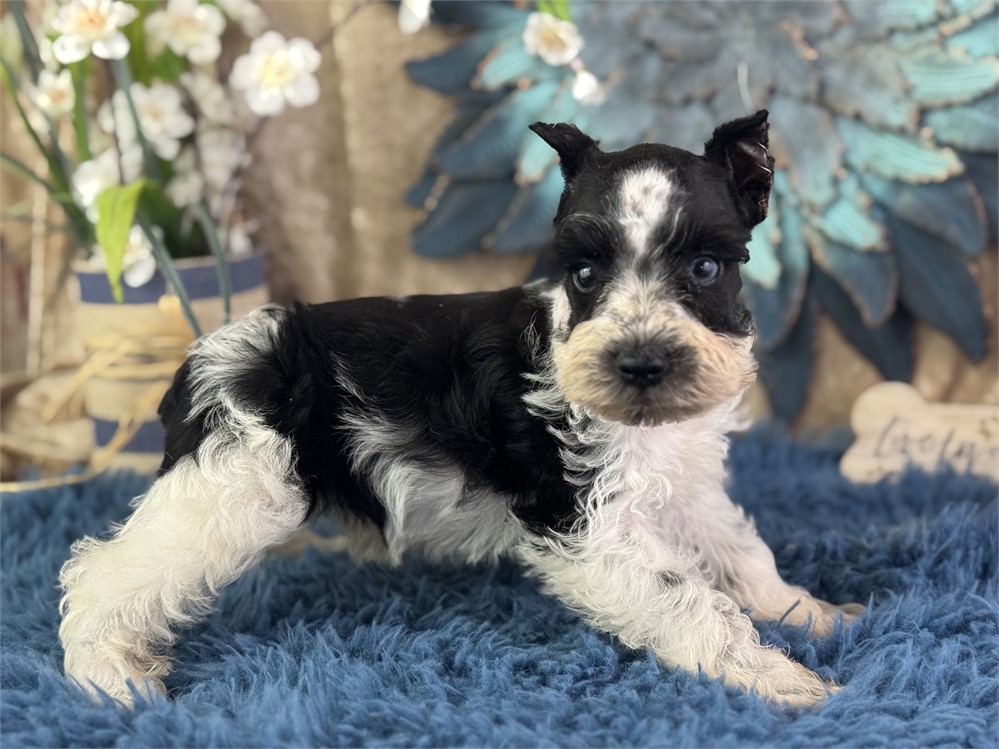 Male Parti Mini Schnauzer - Mystic