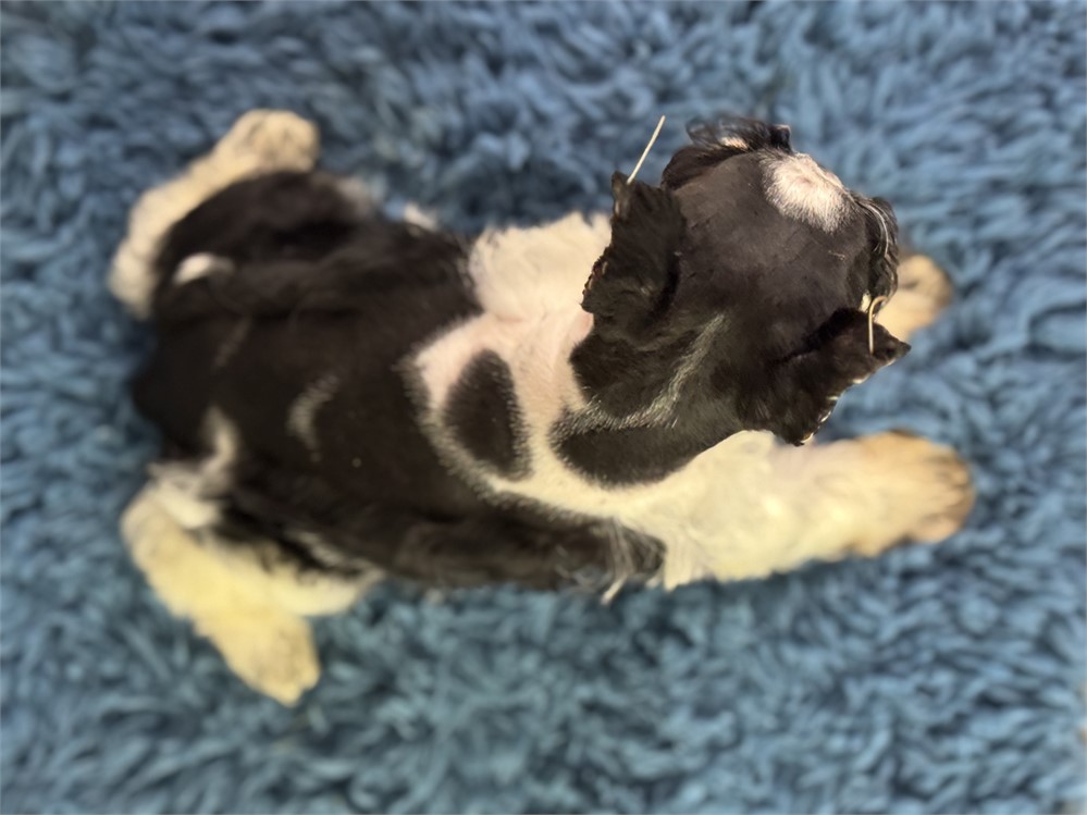 Male Parti Mini Schnauzer - Mystic