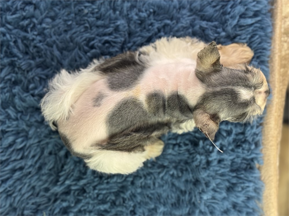 Male Parti Mini Schnauzer - Mikis