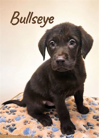AKC Male Chocolate Lab