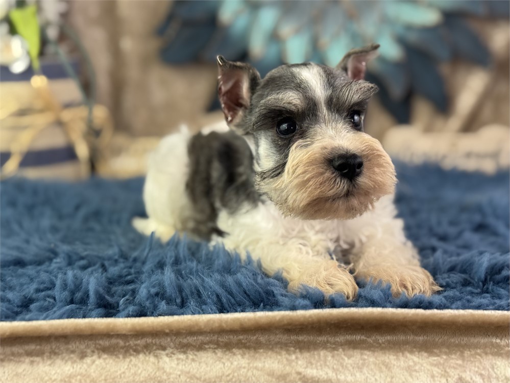 Male Parti Mini Schnauzer - Mikis