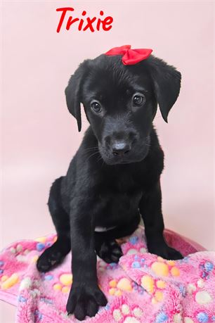 AKC Female Black Lab