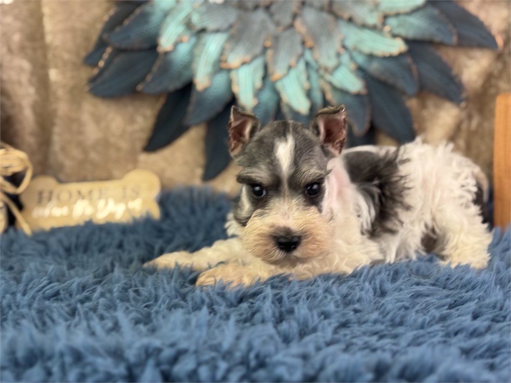 Male Parti Mini Schnauzer - Mikis