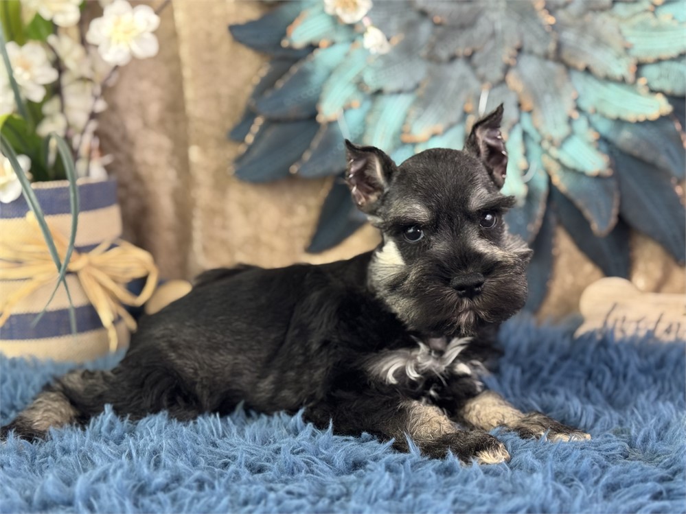 Female Mini Schnauzer - Morgan