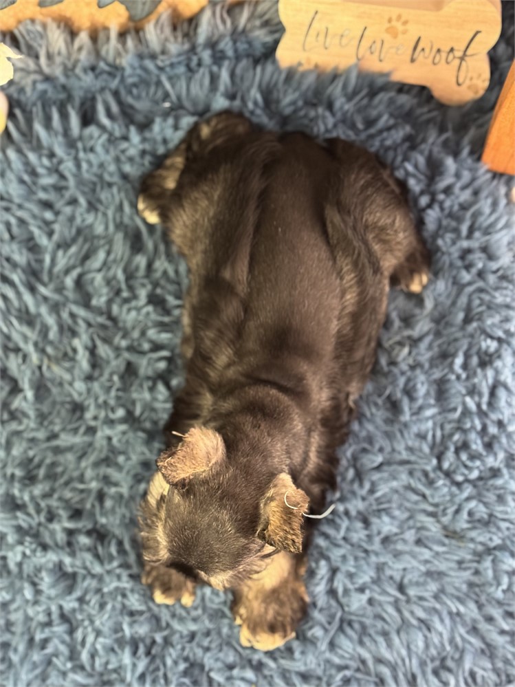 Female Mini Schnauzer - Morgan