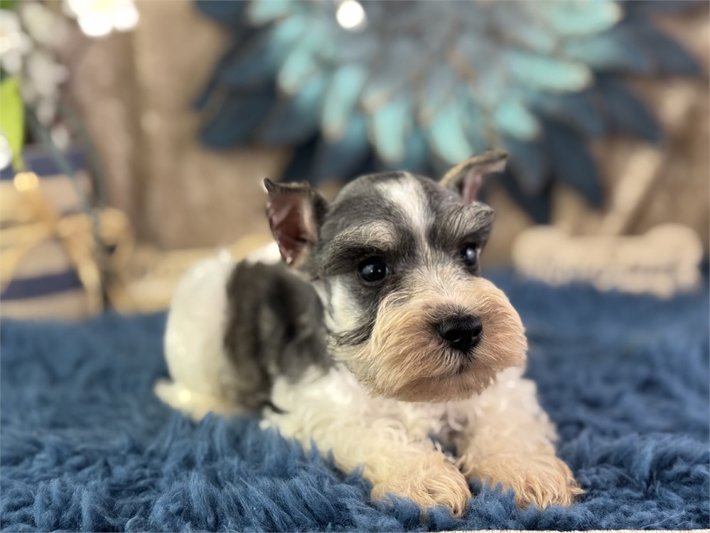 Male Parti Mini Schnauzer - Mikis