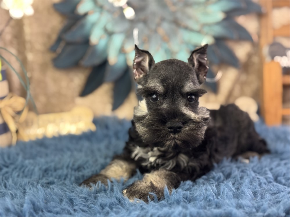 Female Mini Schnauzer - Morgan