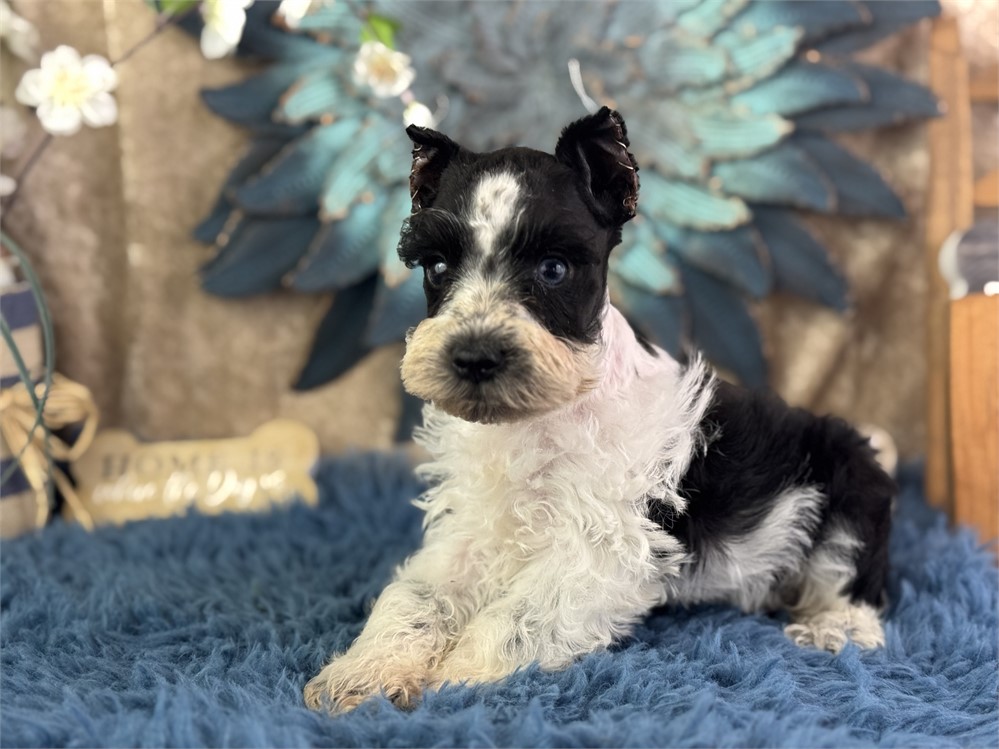 Male Parti Mini Schnauzer - Mystic