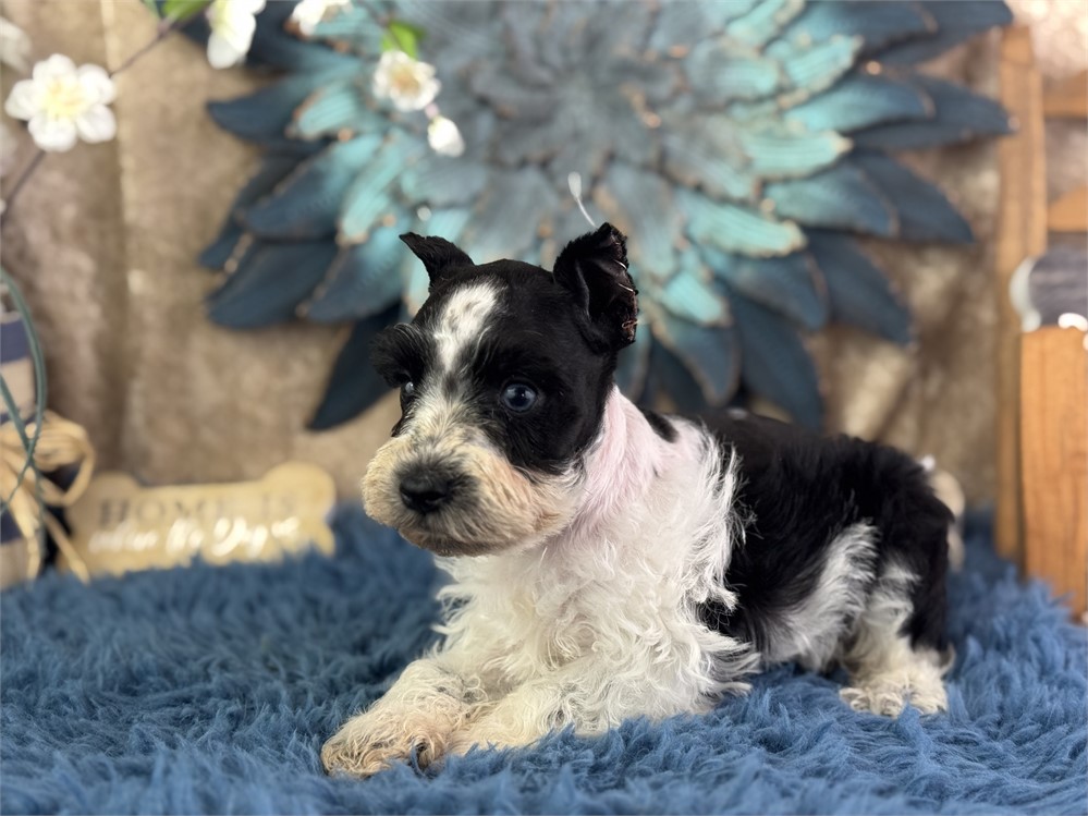 Male Parti Mini Schnauzer - Mystic