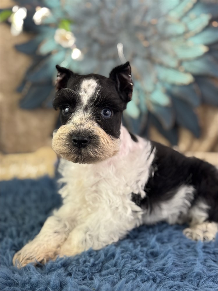 Male Parti Mini Schnauzer - Mystic
