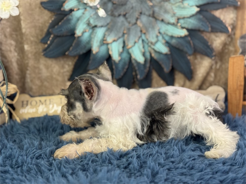Male Parti Mini Schnauzer - Mikis