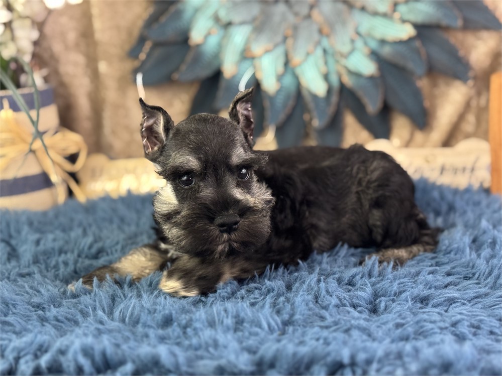 Female Mini Schnauzer - Morgan