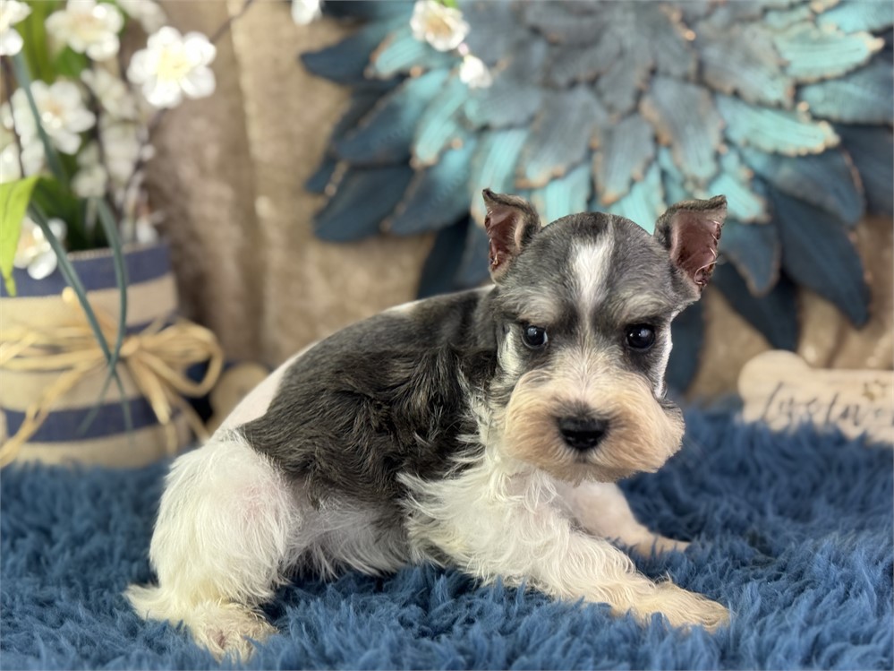 Male Parti Mini Schnauzer - Mikis