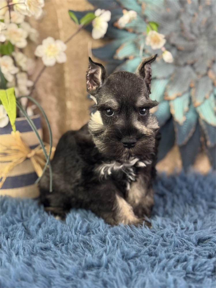 Female Mini Schnauzer - Morgan