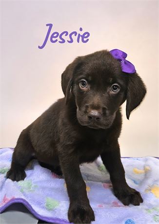 AKC Female Chocolate Lab