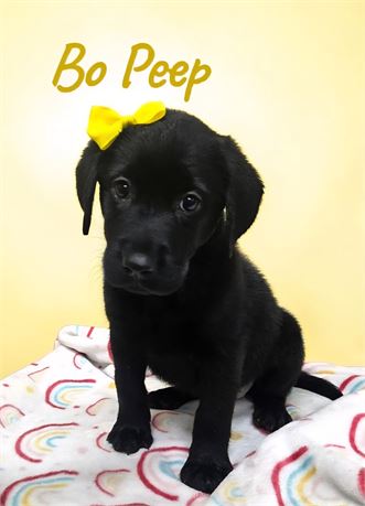 AKC Female Black Lab