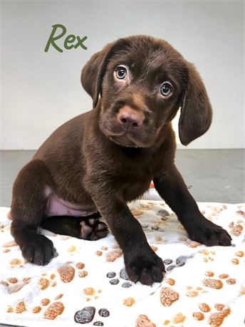 AKC Male Chocolate Lab