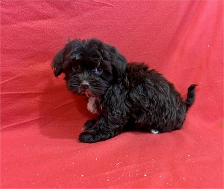 Female Shih Tzu