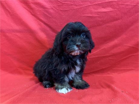 Male Shih Tzu