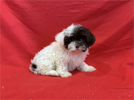 Male Shih Tzu 2