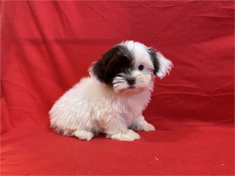 Male Shih Tzu 3