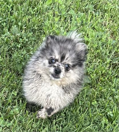 Sweet POM baby