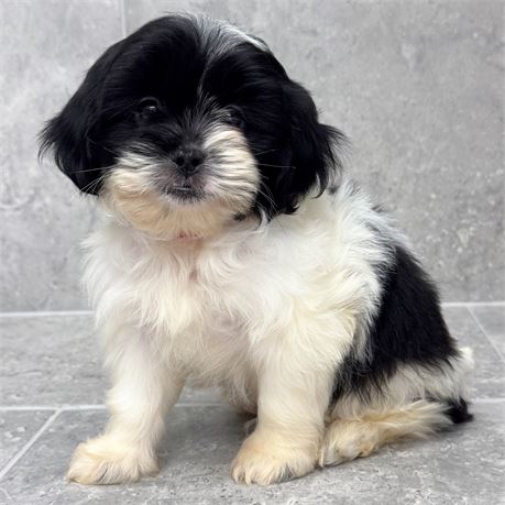 Shihpoo 26307-01