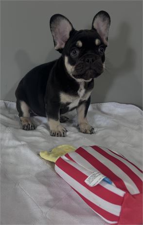 Frenchie