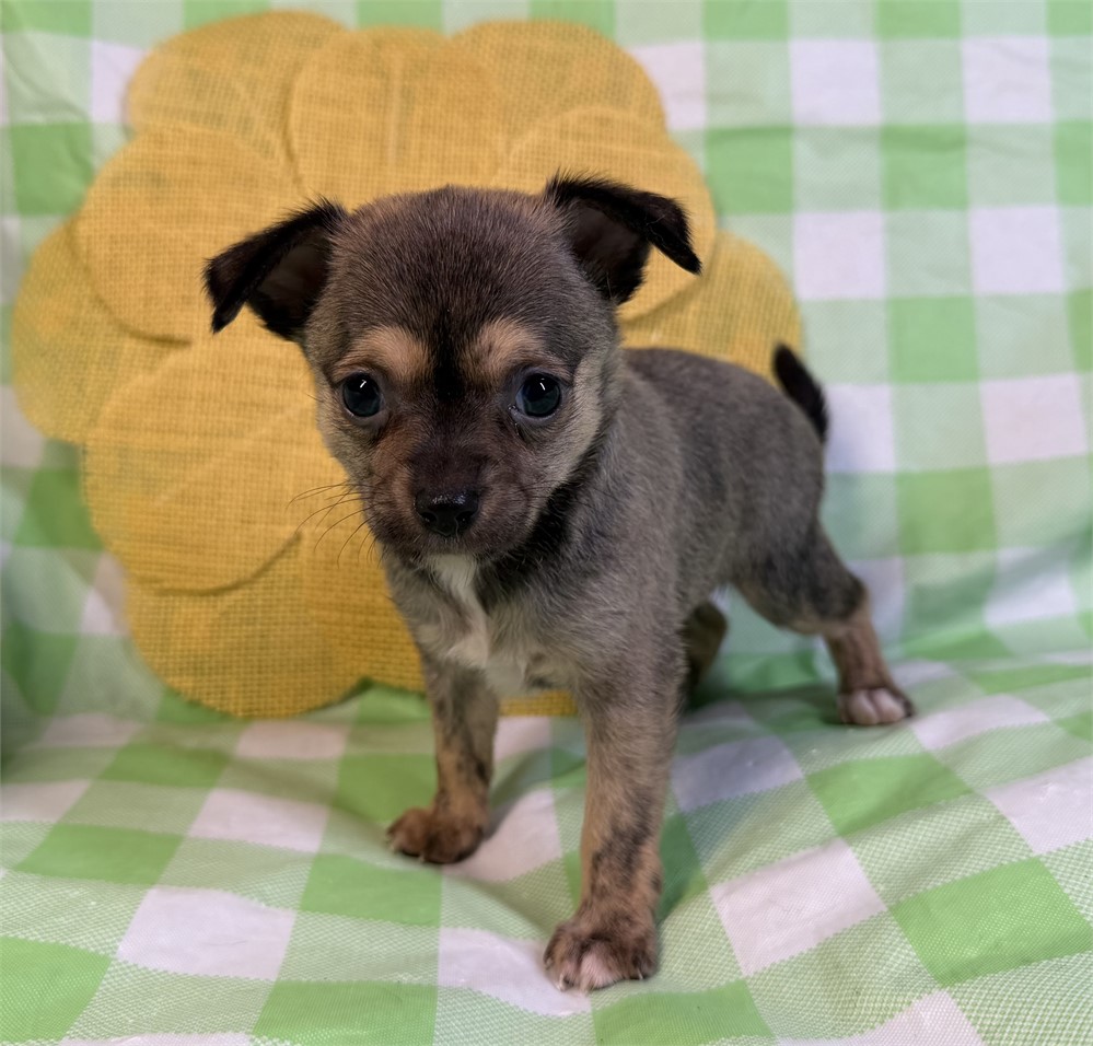 Chihuahua - Chalupa’s  # 4 (F)