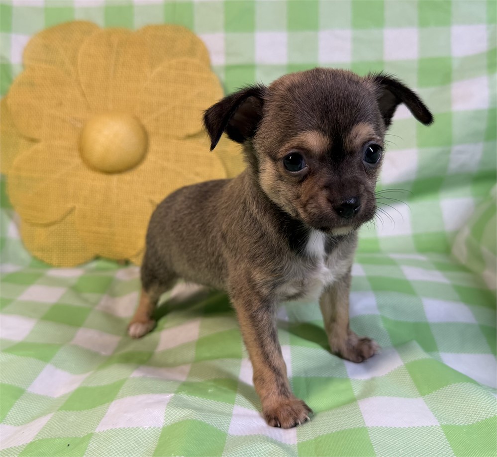 Chihuahua - Chalupa’s  # 4 (F)