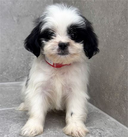 Shihpoo 26307-02