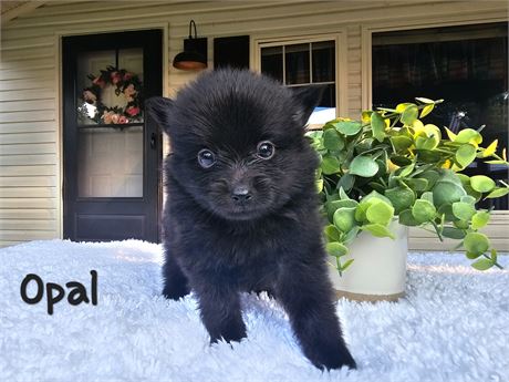 USDA Female Pom