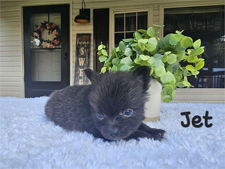 USDA Male Pom