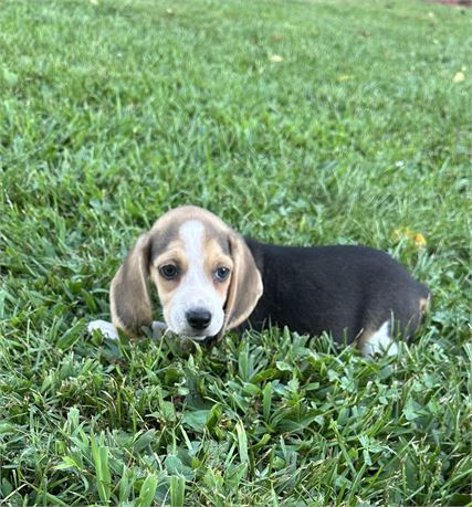 Beagle girl 1