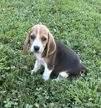 Beagle Baby 4