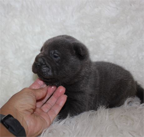 Lambo, beautiful mini gal