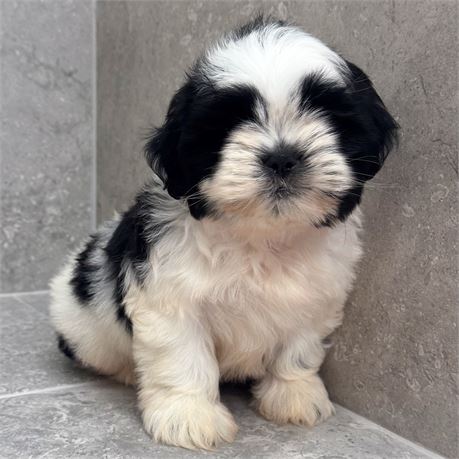 Shihtzu 26315-01