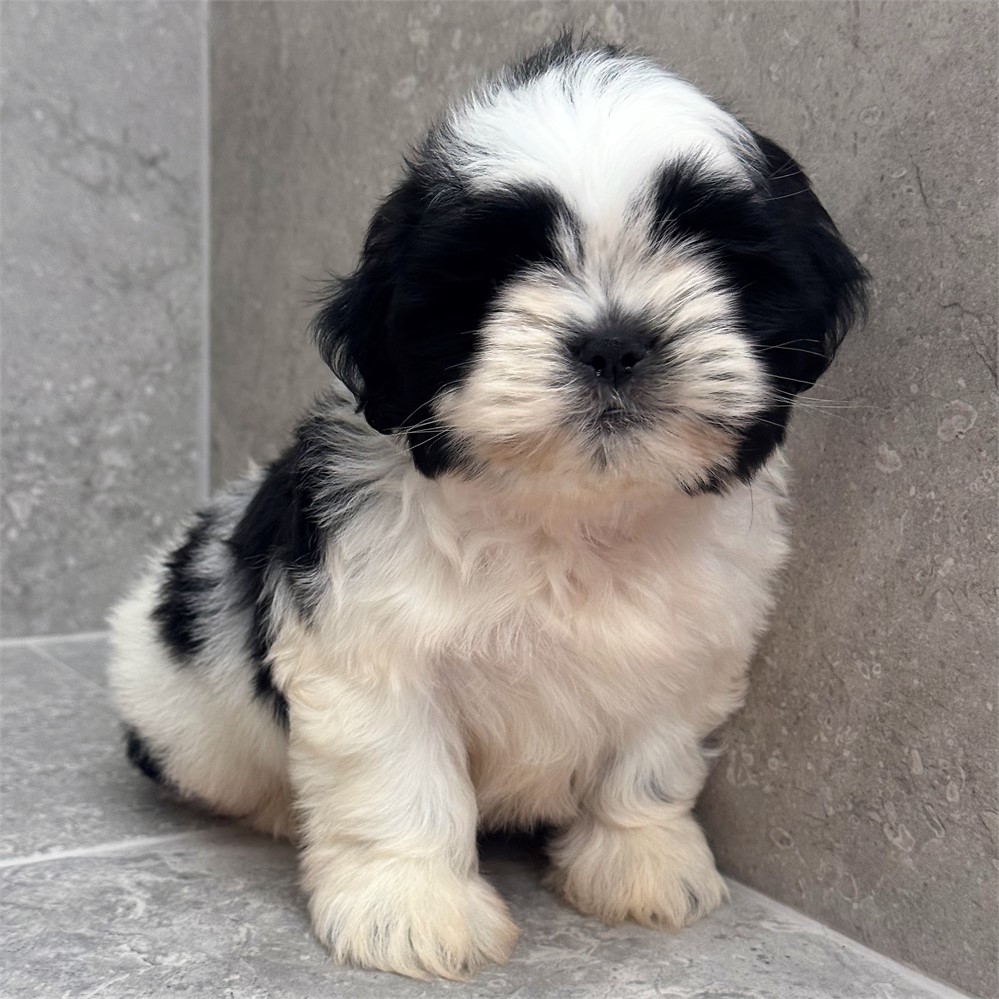 Shihtzu 26315-01