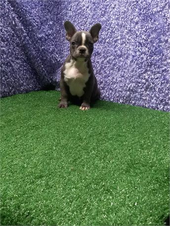 [  Harley ]  Frenchie  boy