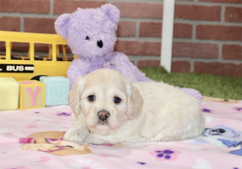 CREAM COCKAPOO FEMALE 203