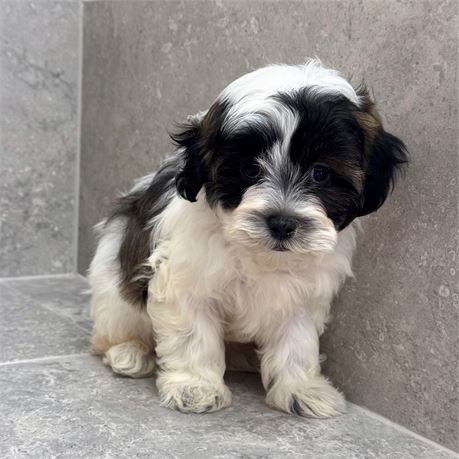 Shizapoo 26316-02