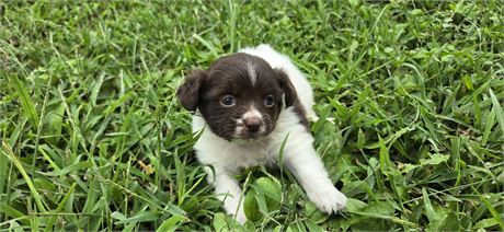 Shihpoo F 2
